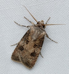 Agrotis interjectionis