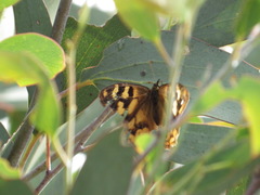 Heteronympha solandri