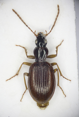 Oxypselaphus obscurus