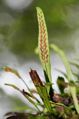 Notogrammitis billardierei