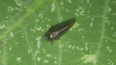 Eoscarta assimilis
