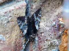 Catocala lacrymosa