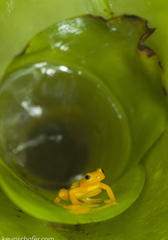 Anomaloglossus beebei