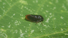 Eoscarta assimilis
