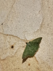 Maxates melancholica