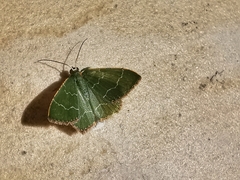 Maxates melancholica