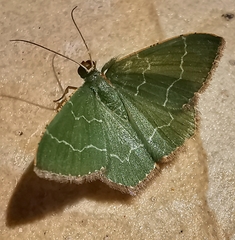 Maxates melancholica