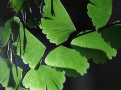 Adiantum meishanianum