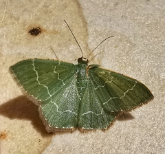 Maxates melancholica