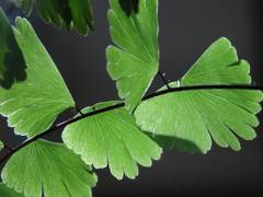 Adiantum meishanianum