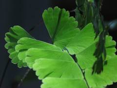 Adiantum meishanianum