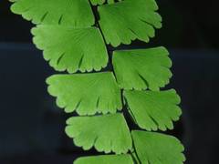 Adiantum meishanianum