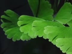 Adiantum meishanianum