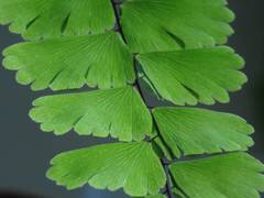 Adiantum meishanianum