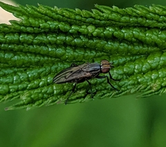 Pherbellia cinerella