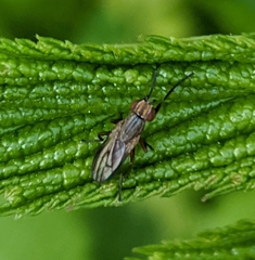 Pherbellia cinerella