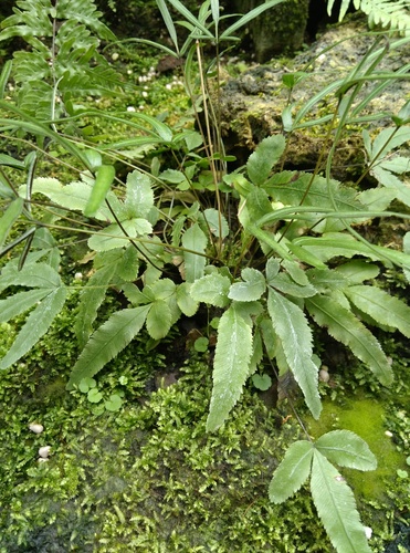 Pteris ryukyuensis iNat (2)