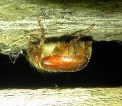 Holochelus