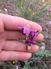 Ophrys sphegodes aveyronensis