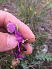 Ophrys sphegodes aveyronensis