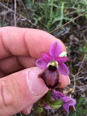 Ophrys sphegodes aveyronensis