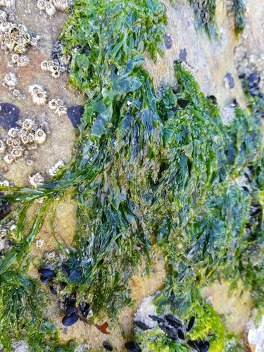 photo of Broadleaf Sea Lettuce (Ulva lactuca)