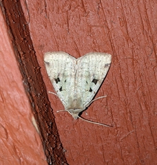 Diarsia esurialis