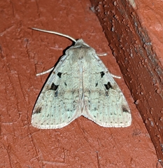 Diarsia esurialis