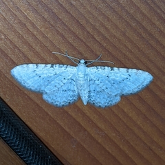 Eupithecia cretaceata