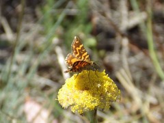 Chrysolarentia chrysocyma