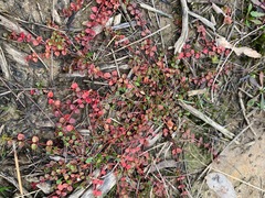Gonocarpus micranthus micranthus