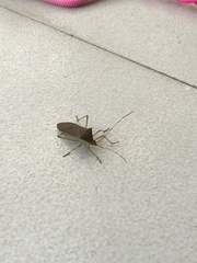Paradasynus spinosus