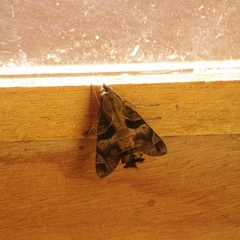 Macroglossum aesalon