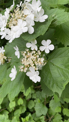 Viburnum opulus