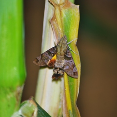 Macroglossum aesalon