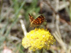 Chrysolarentia chrysocyma