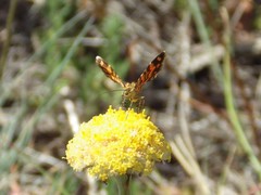 Chrysolarentia chrysocyma
