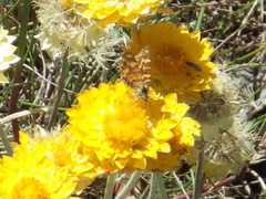 Chrysolarentia chrysocyma