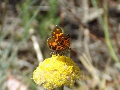 Chrysolarentia chrysocyma