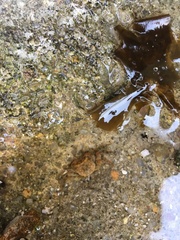 Hemigrapsus sanguineus