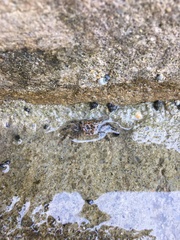 Hemigrapsus sanguineus