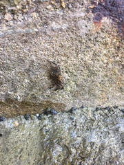 Hemigrapsus sanguineus