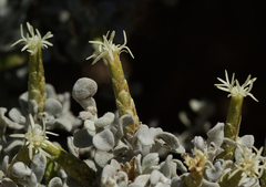 Cratystylis conocephala