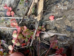 Gonocarpus micranthus micranthus