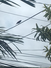 Lonchura atricapilla