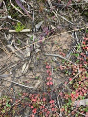 Gonocarpus micranthus micranthus