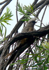 Colius striatus minor