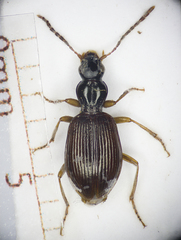 Oxypselaphus obscurus