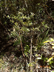Podocarpus laetus × Podocarpus totara