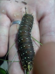 Eacles imperialis pini